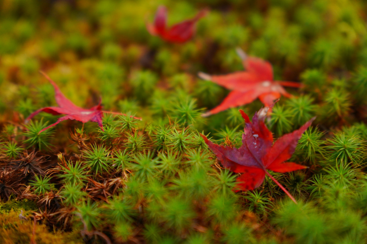 Arces japoneses. Foto: Unsplash.