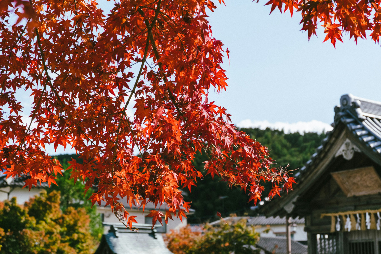 Estos árboles son muy comunes en Japón. Foto: Unsplash.