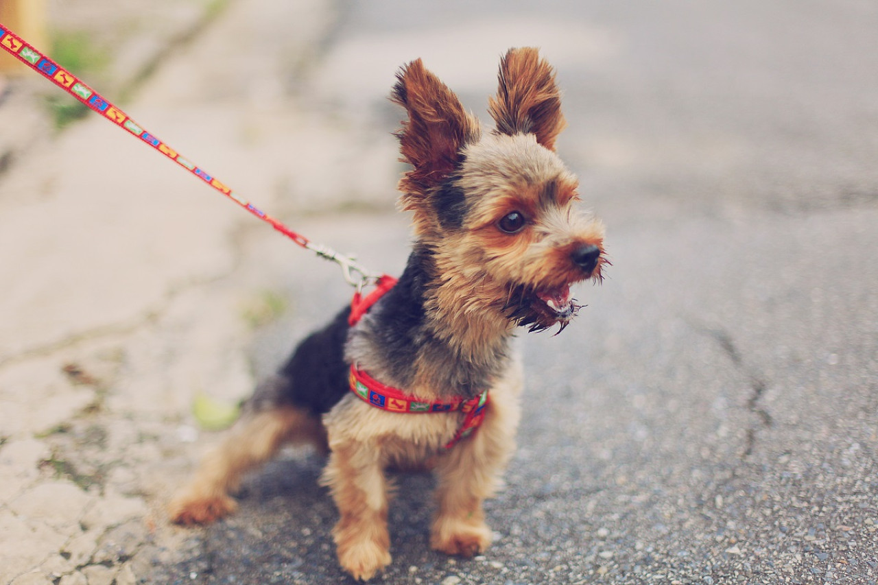 Ladrido; perro; mascota. Foto: Unsplash.