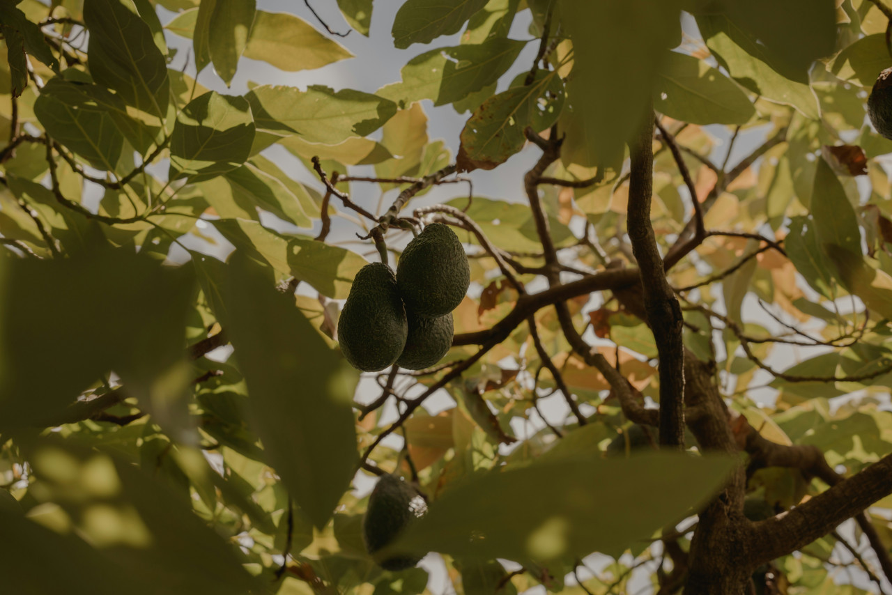 Planta de palta. Fuente: Unsplash