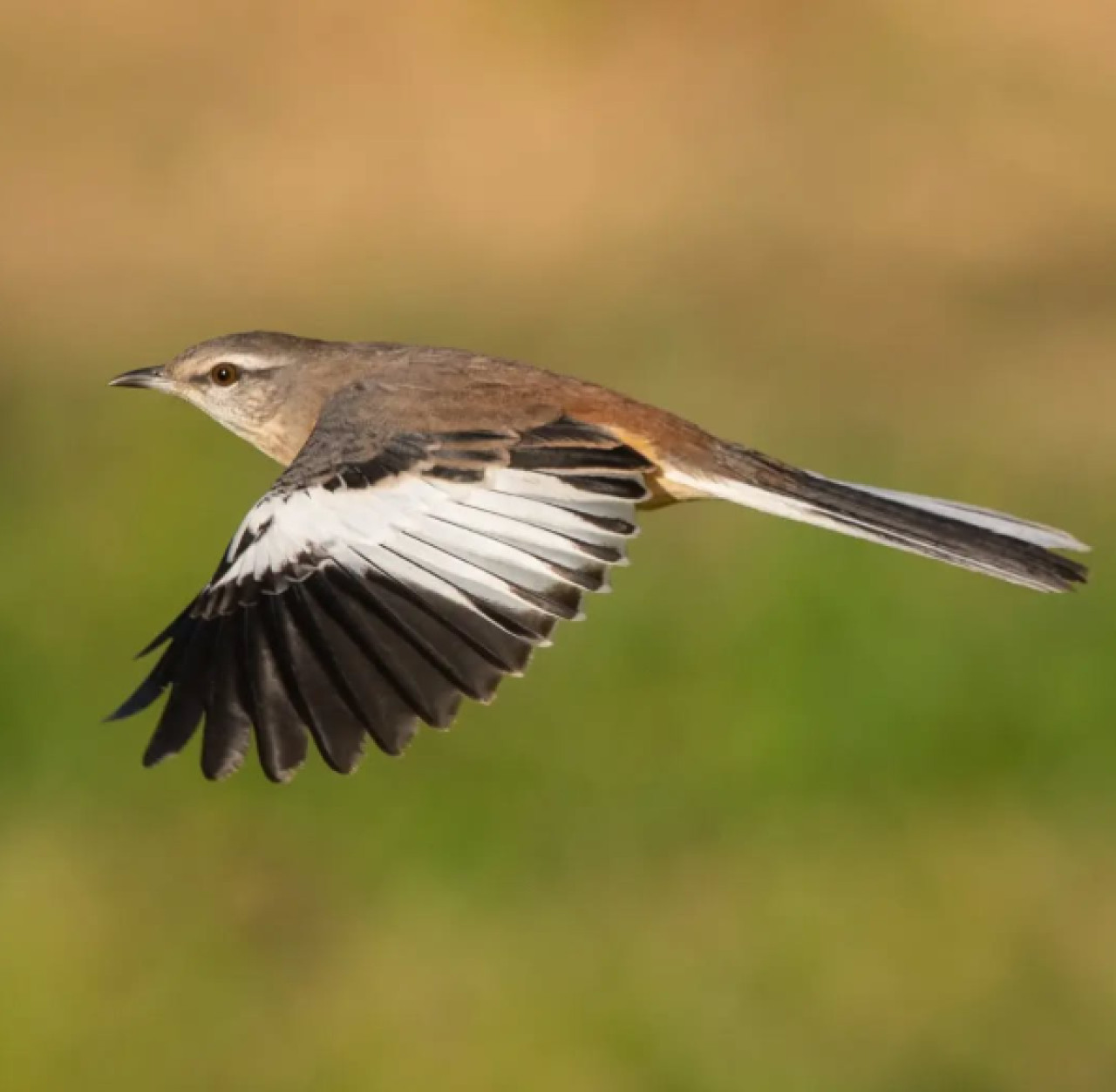 Calandria Real (mimus triurus). Foto: Instagram / ezequiel_vivas_fotonaturaleza.