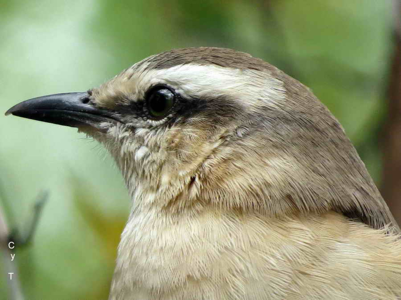 Calandria Real (mimus triurus). Foto: Reserva Ecológica Costanera Sur.