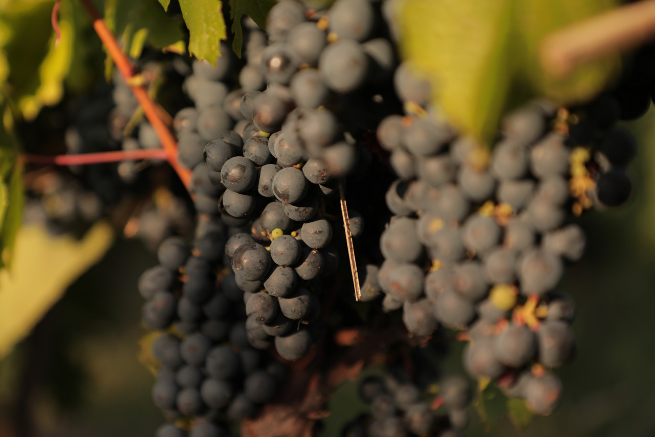Día Mundial del Malbec.