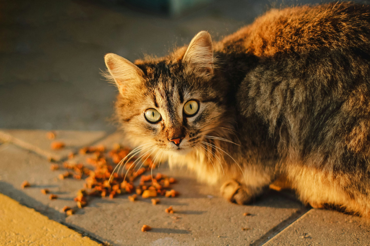 Gatos, comida. Fuente: Unsplash