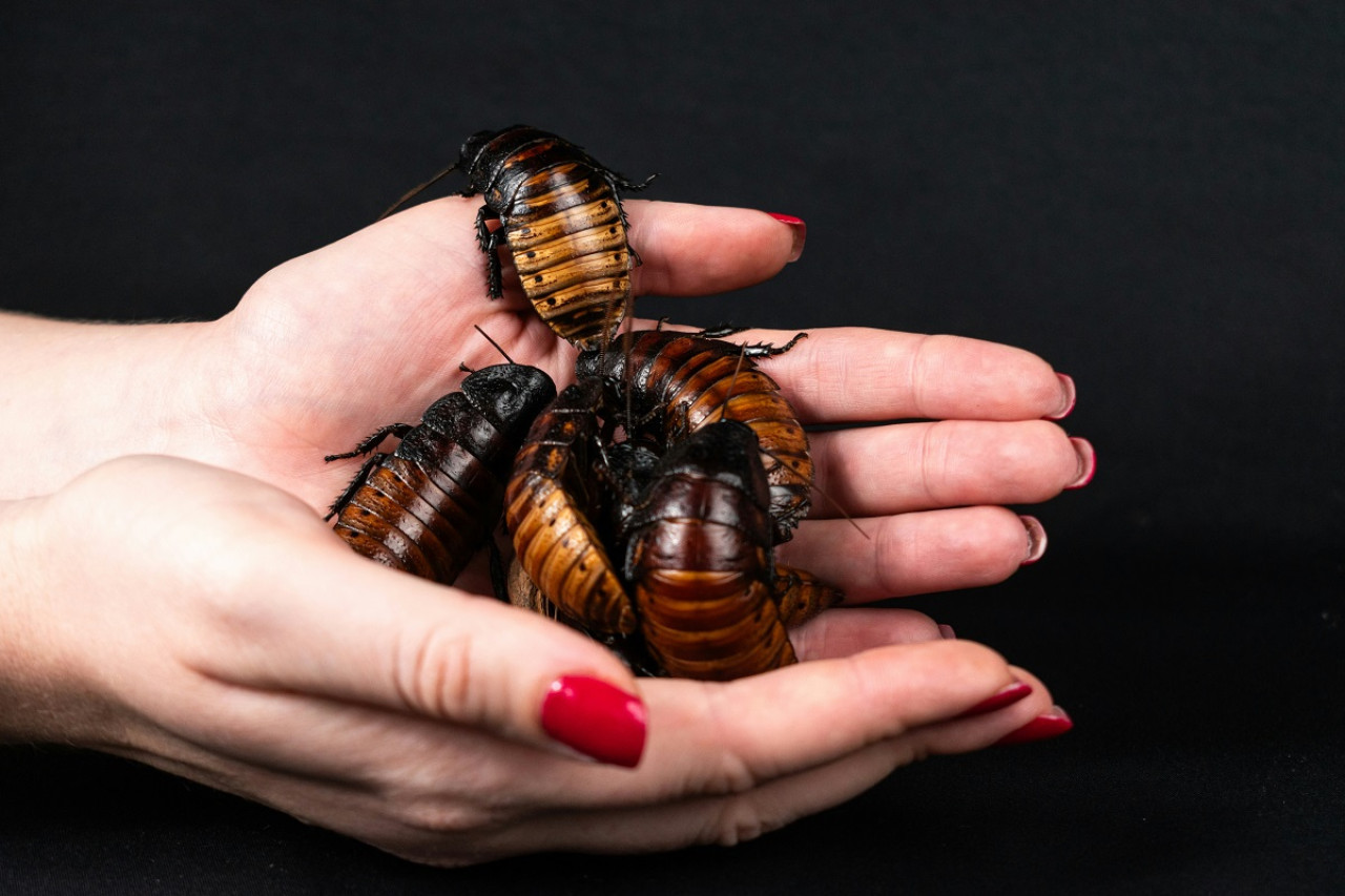 Las cucarachas contaminan los alimentos y transmiten enfermedades. Foto: Unsplash.