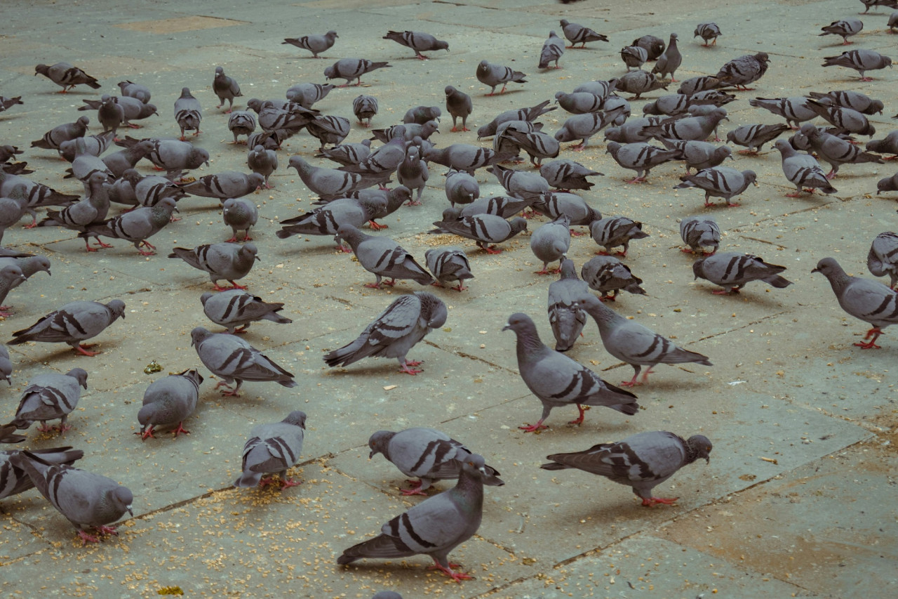 Palomas. Foto Unsplash