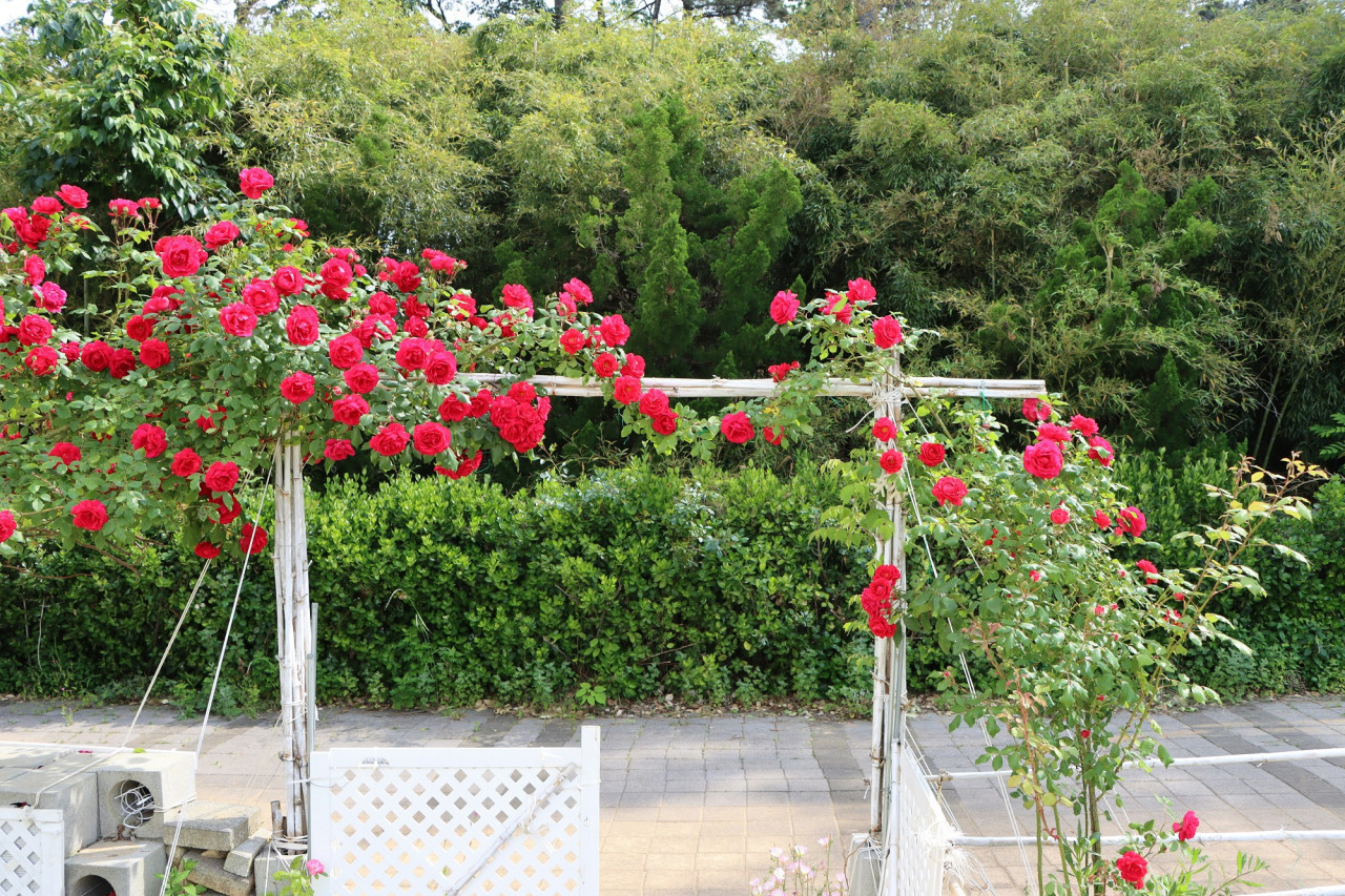 Jardin, plantas, flores. Foto Unsplash