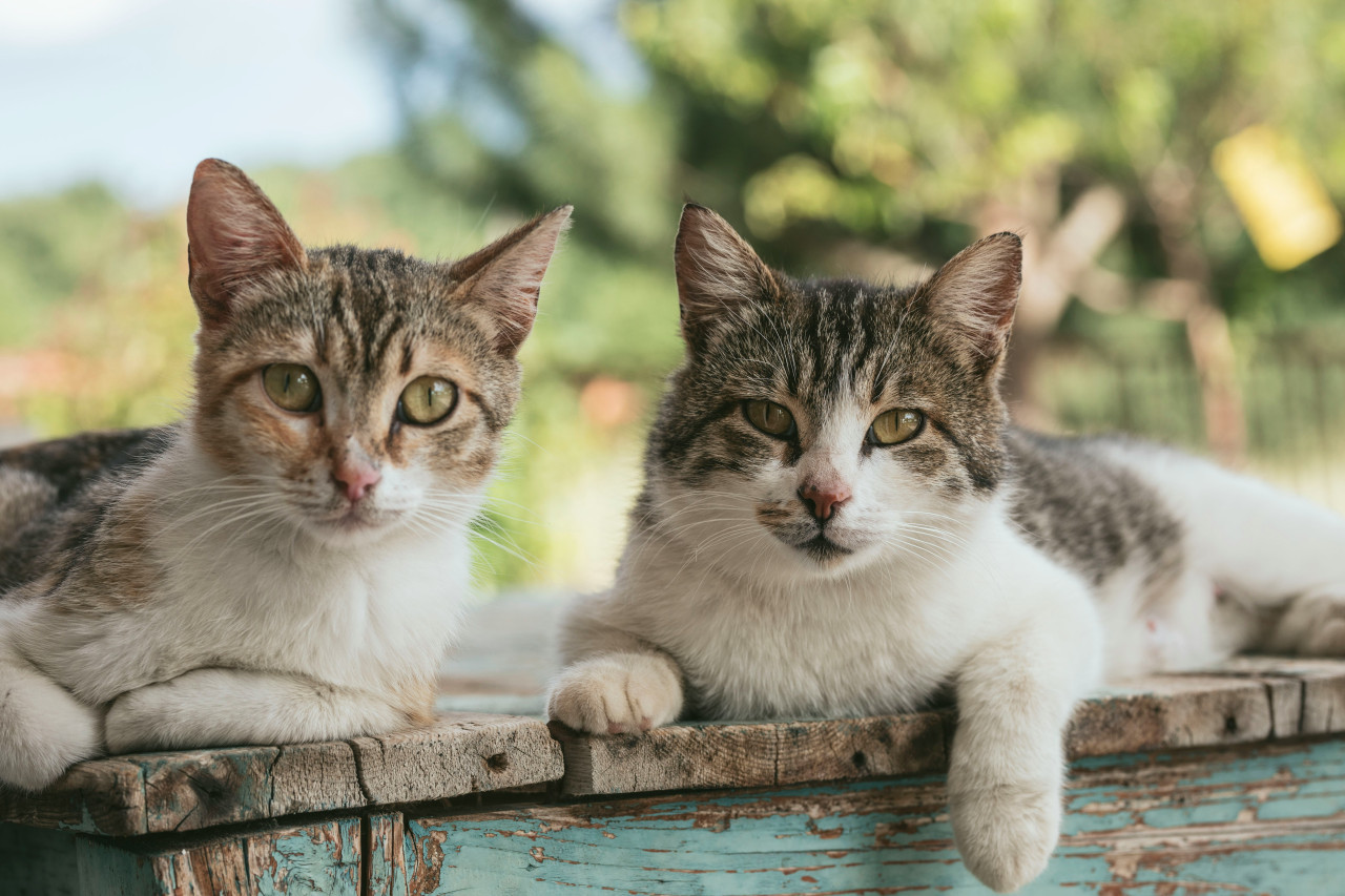 Gato, gatos. Foto: Unsplash.