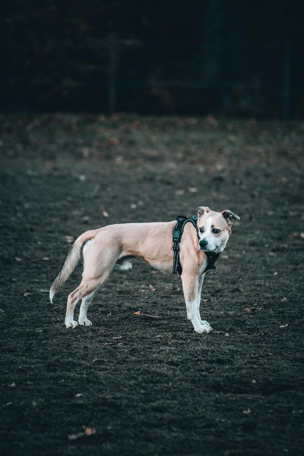 Pretales para perros. Foto: Freepik.