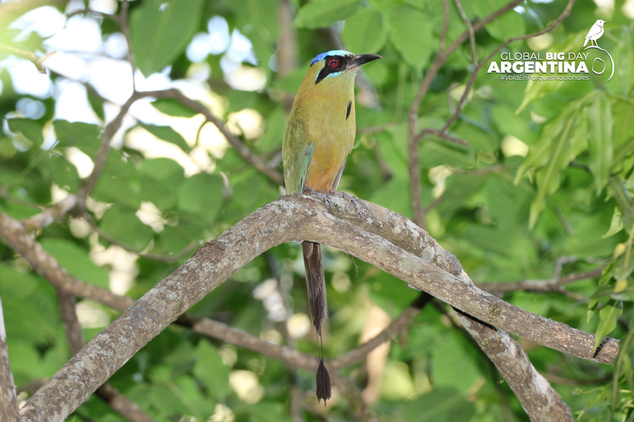 El evento de avistamiento de aves más importante del mundo. Foto: Parques Nacionales