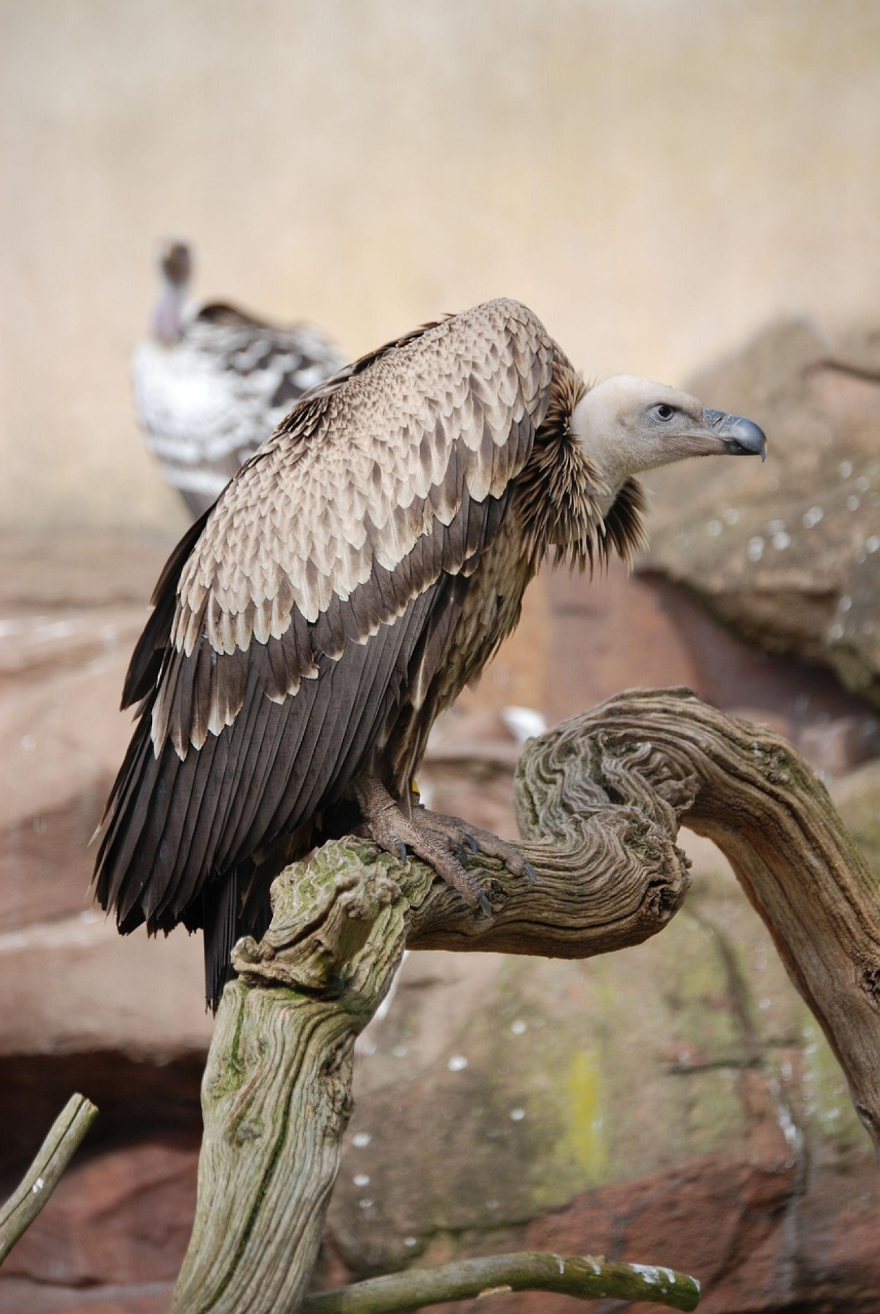 Buitre de Rüppell. Foto: Pixabay
