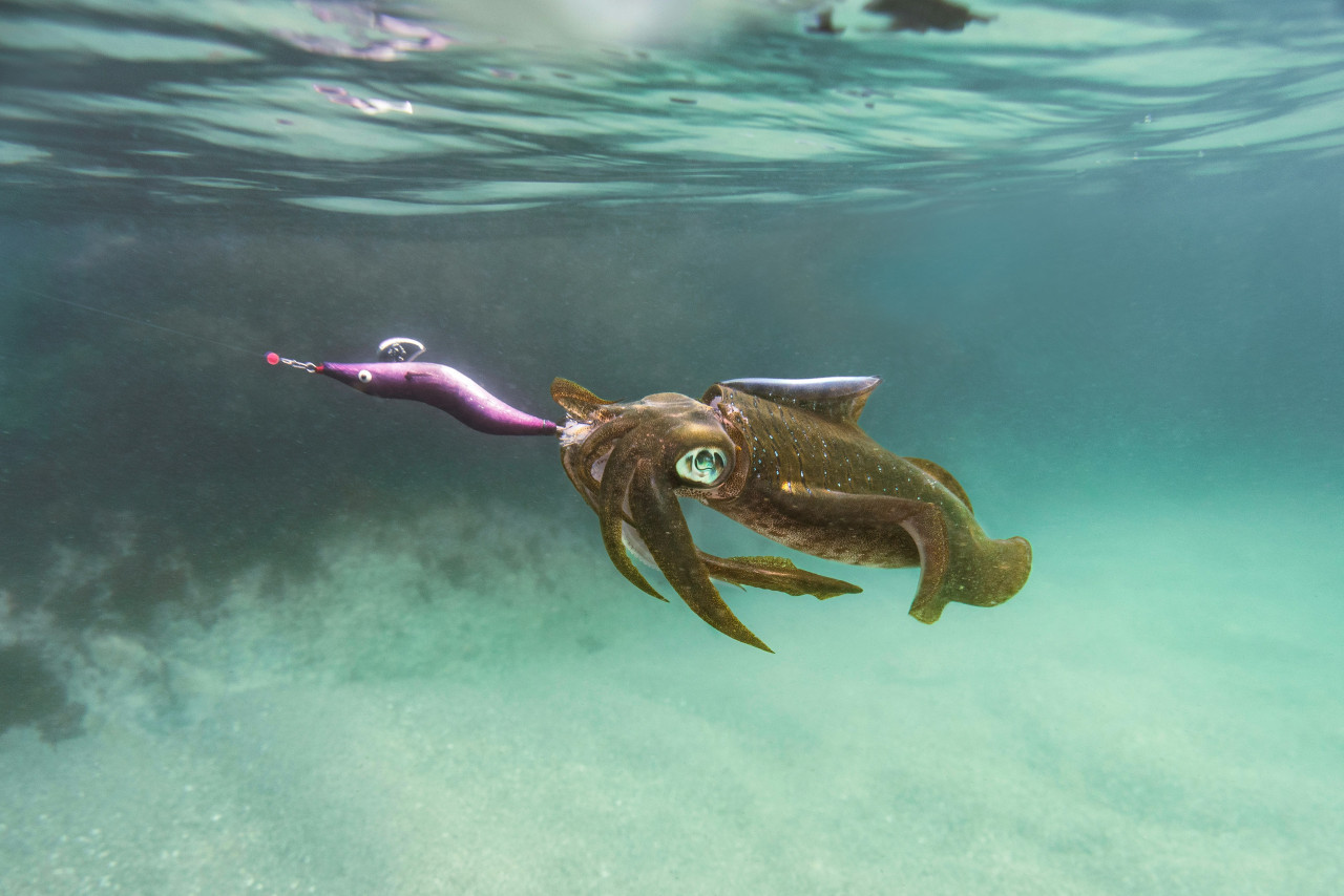 Nueva tecnología en los buques chinos para la pesca de calamares. Foto: Unsplash.