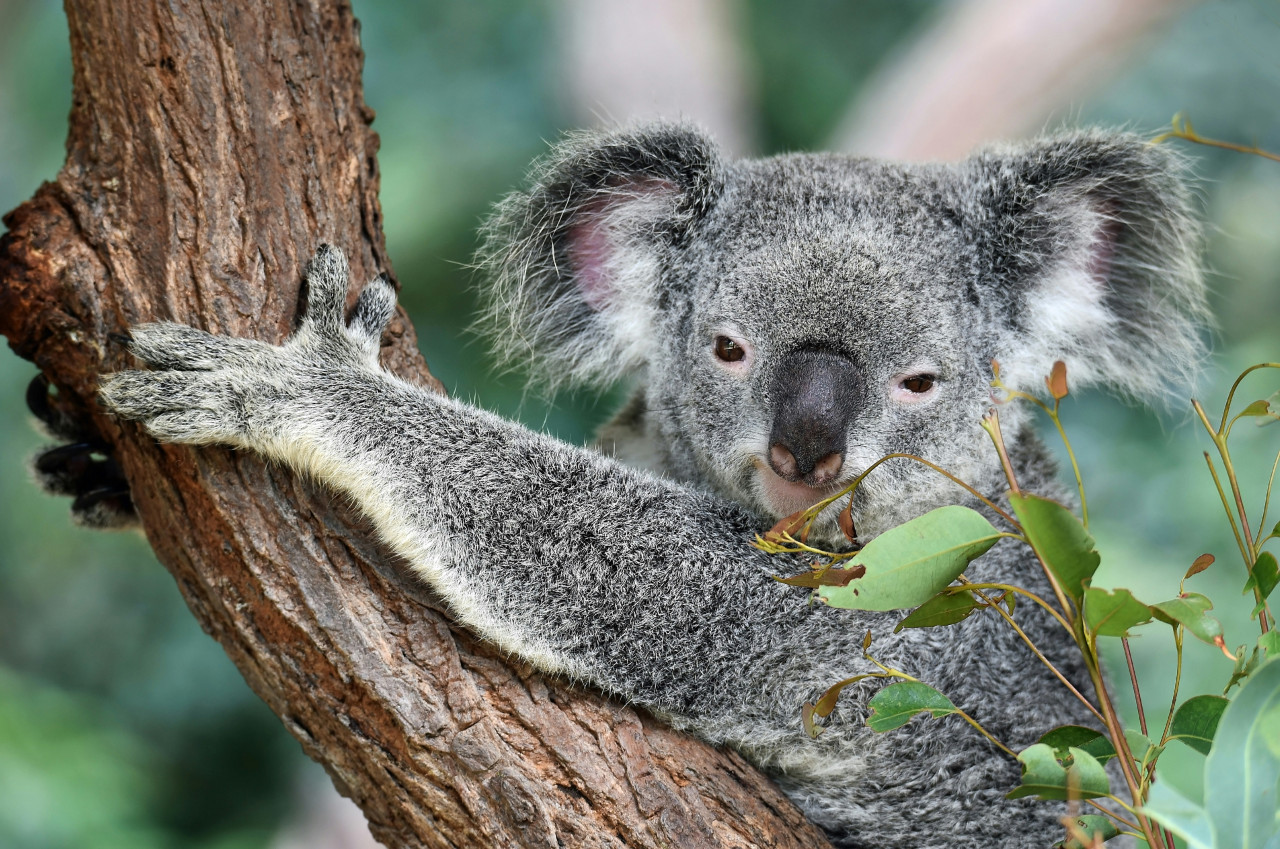 Koala. Fuente: Unsplash