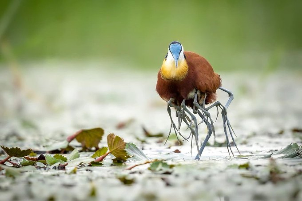 Jacana, ave. Foto X @Ymbrynee