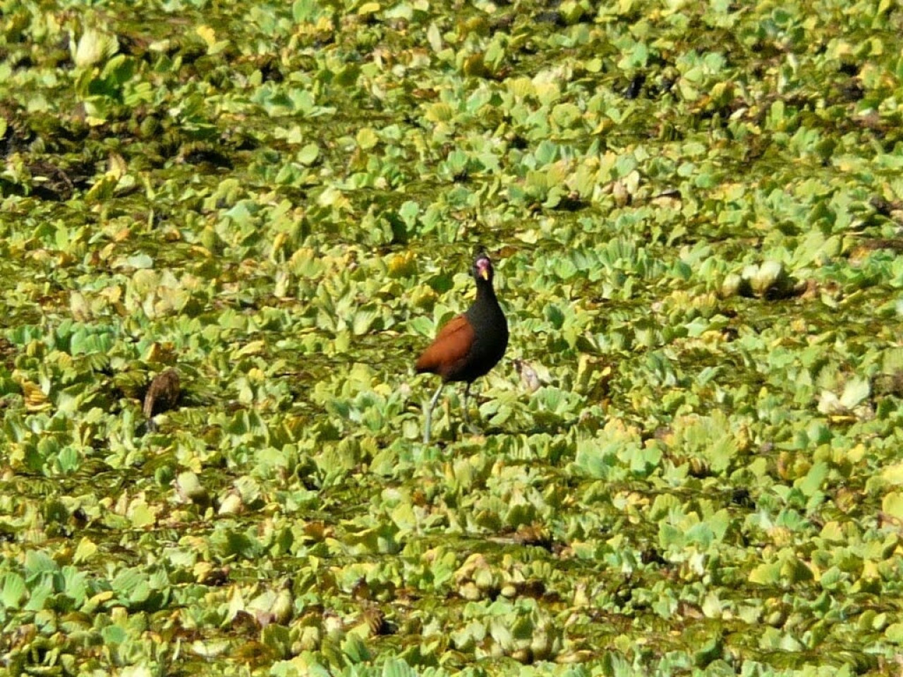 Jacana, ave. Foto X @ave_fragata