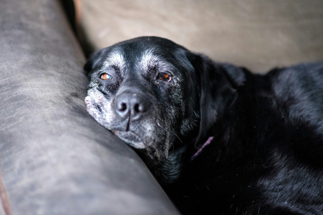 Perros. Foto: Unsplash.
