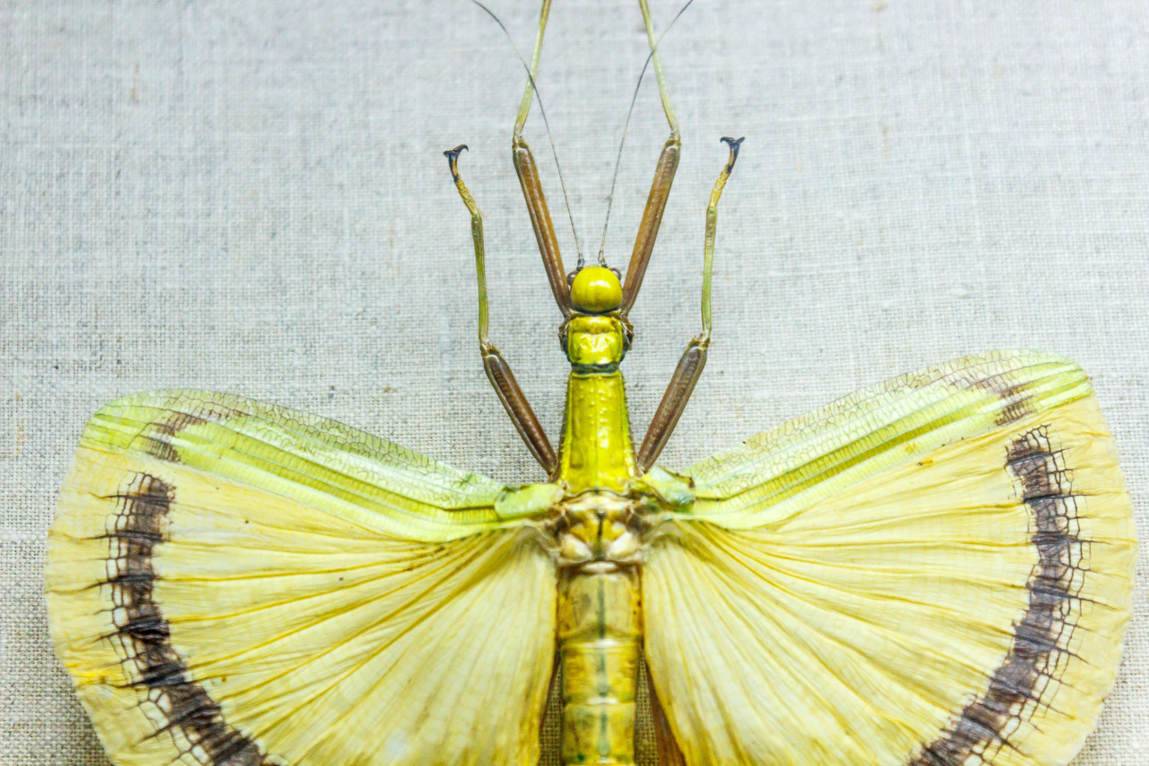 Insecto hoja. Foto: Pexels.