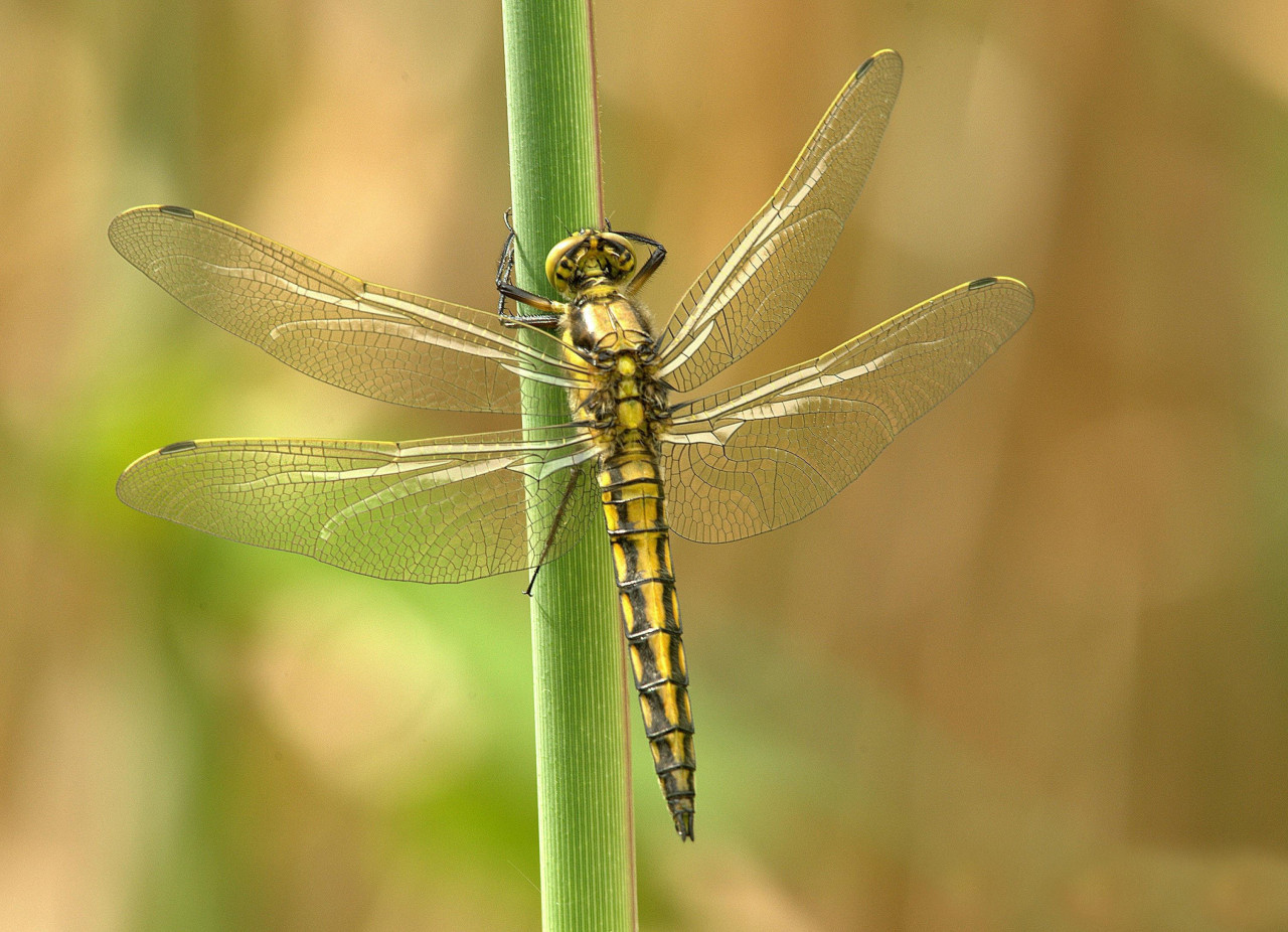 Libélula. Foto: Pexels.