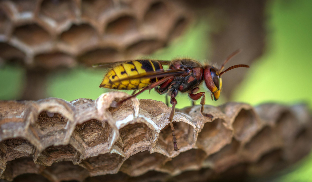 Avispa. Foto: Pexels.