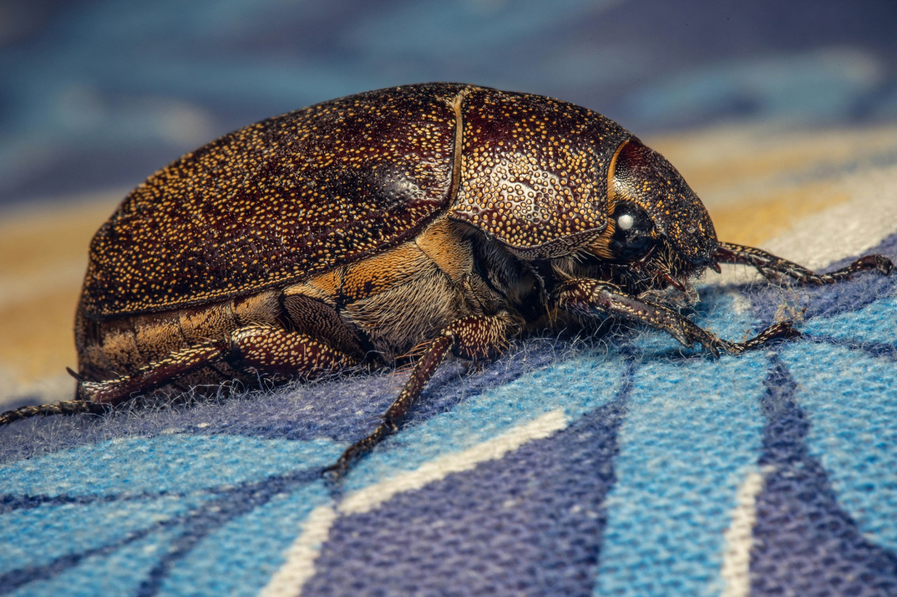 Chinche de cama. Foto Unsplash