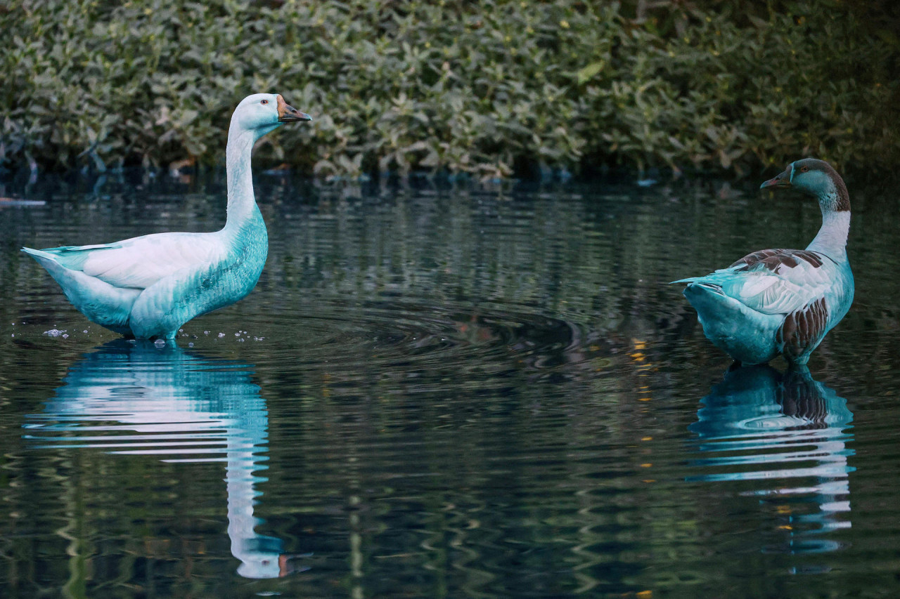 Derrame de químico azul en Brasil. Fuente: EFE