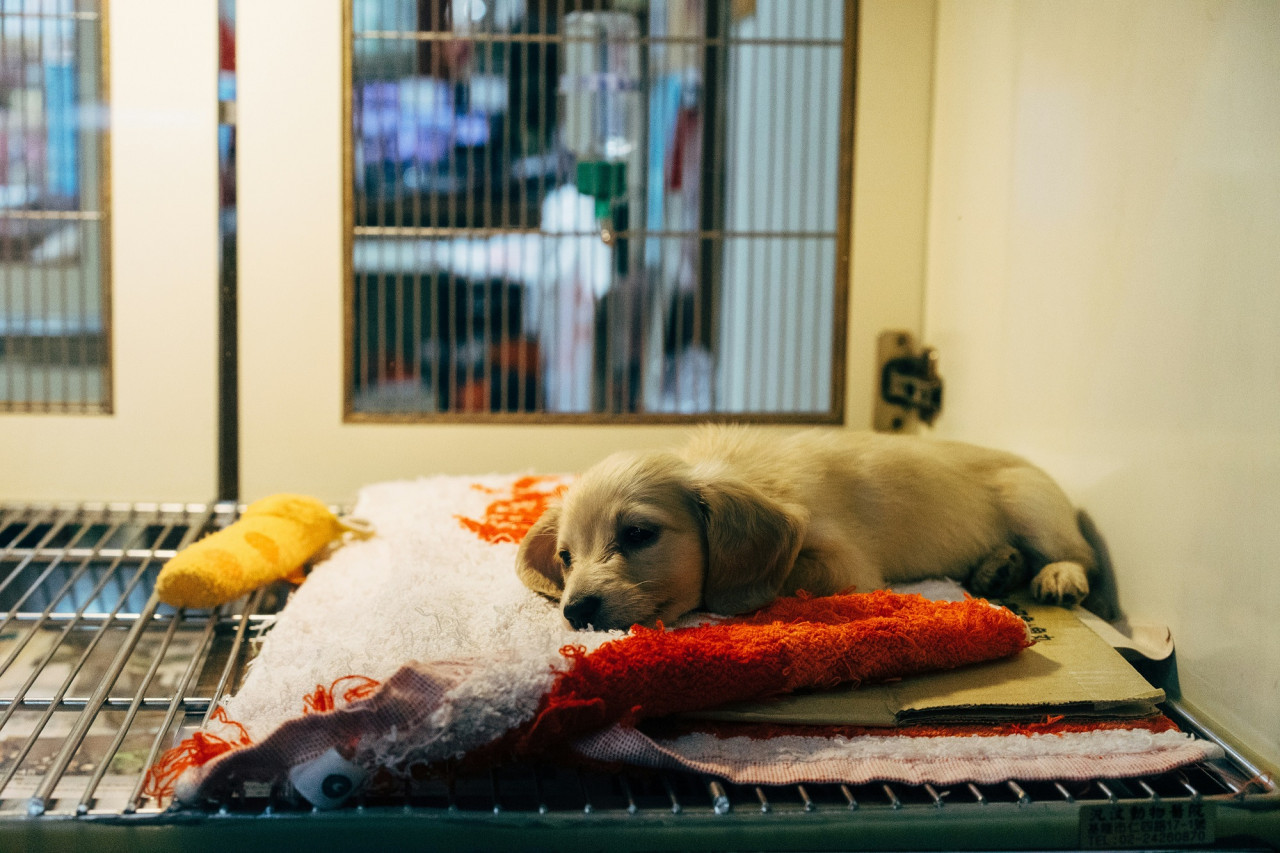 Veterinaria, animales. Foto Unsplash