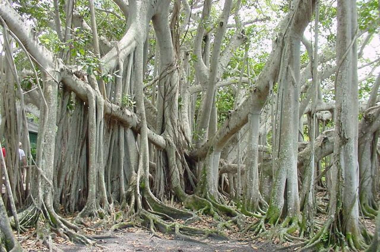 Árbol Thimmamma Marrimanu. Foto: Pinterest.
