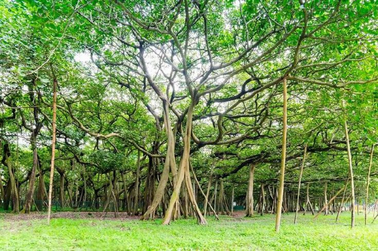 Árbol Thimmamma Marrimanu. Foto: Pinterest.
