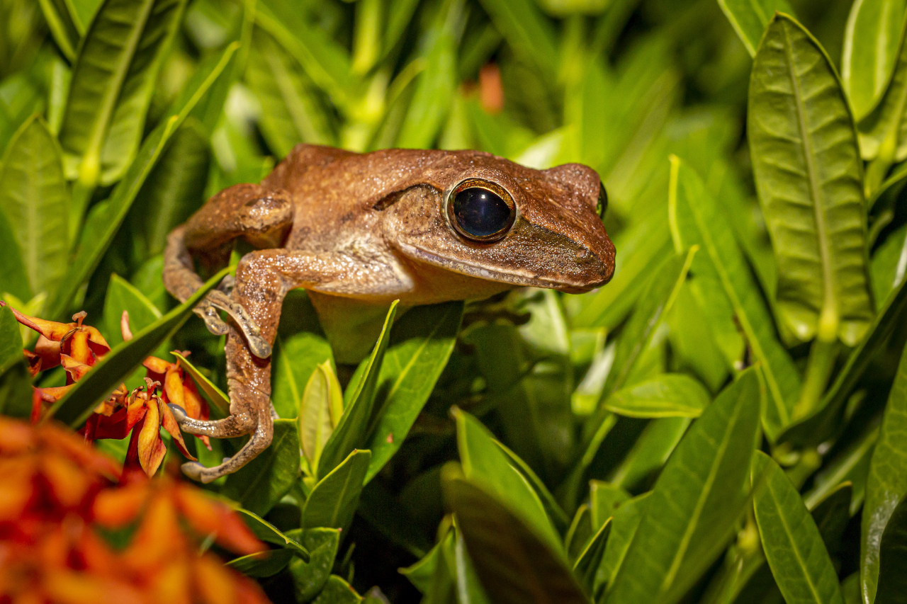 Coquí, rana. Foto: Freepik.