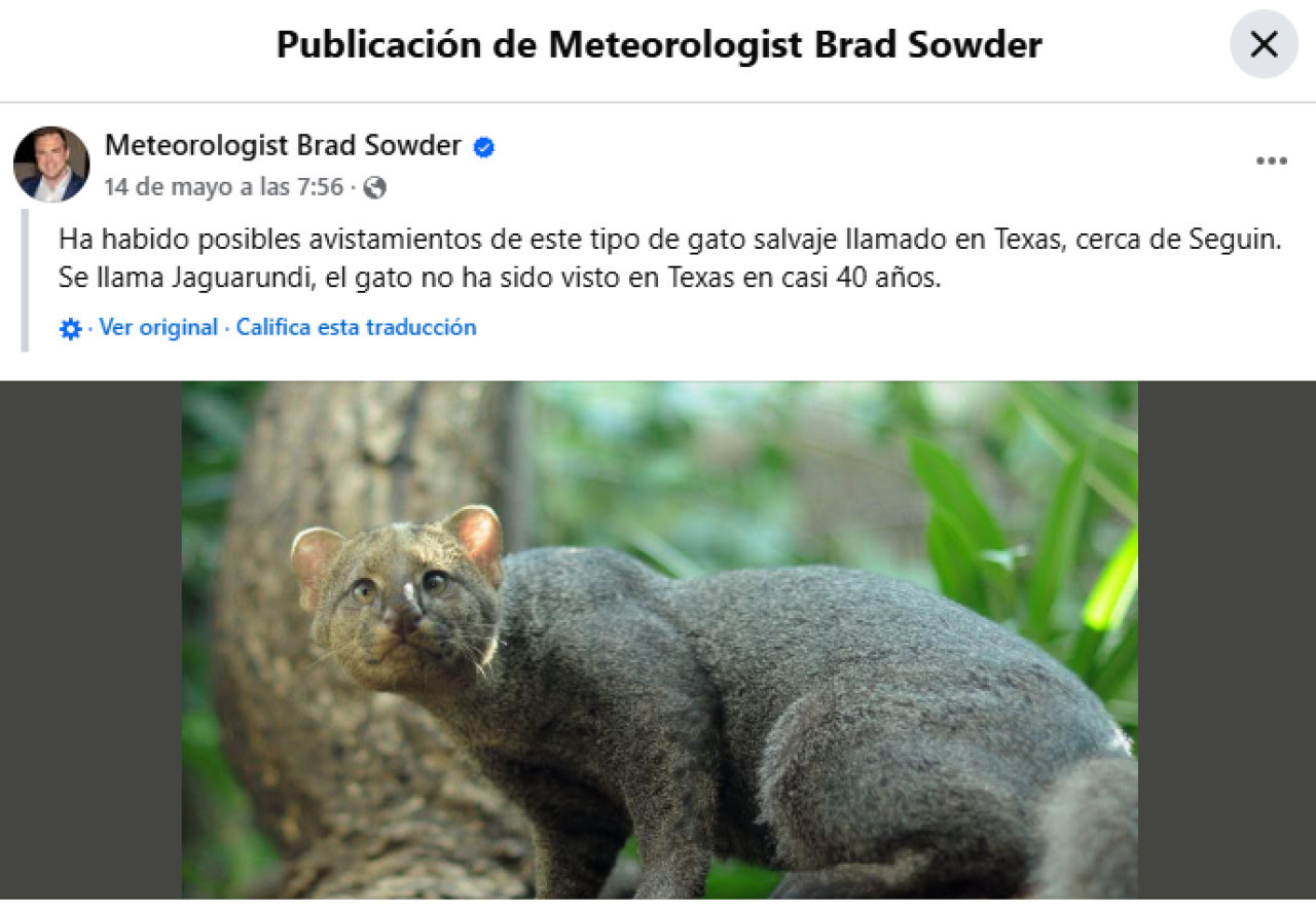 El meteorólogo Brad Sowder mencionó los avistamientos de jaguarundi en una publicación reciente de Facebook. Foto FB