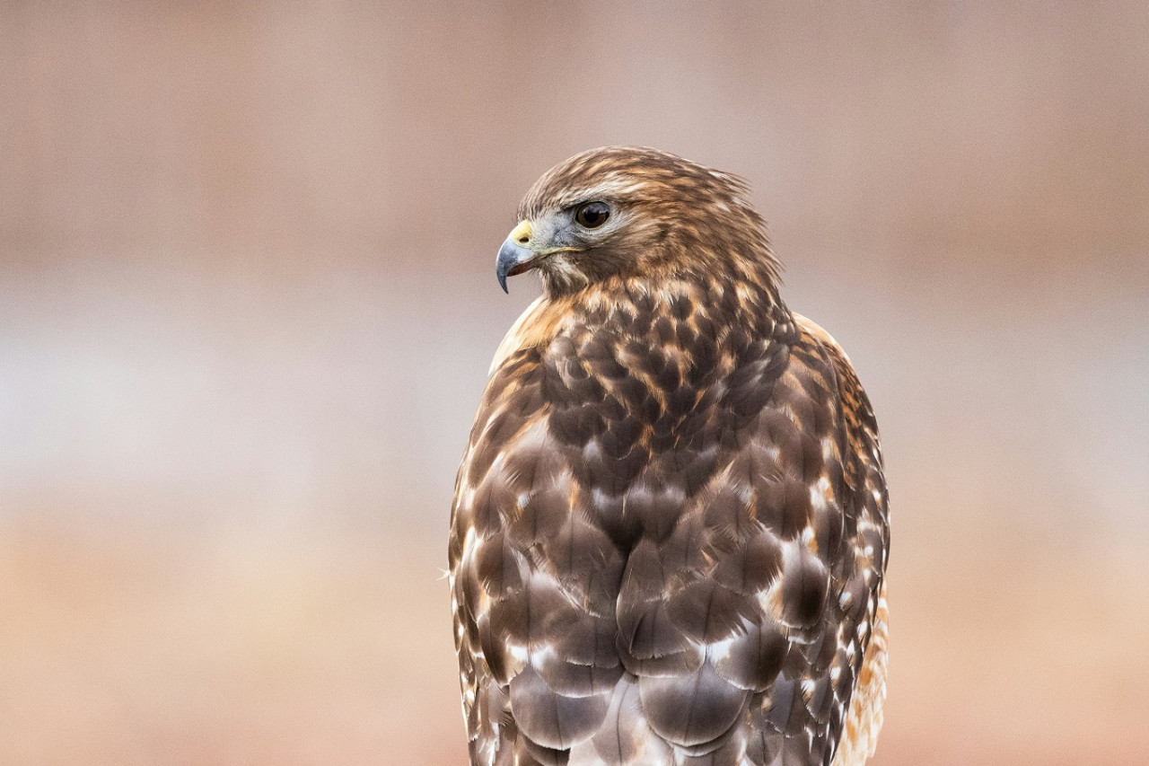 Los halcones de fuego se encuentran en países como Australia, Papúa Nueva Guinea y Brasil. Foto: Unsplash.