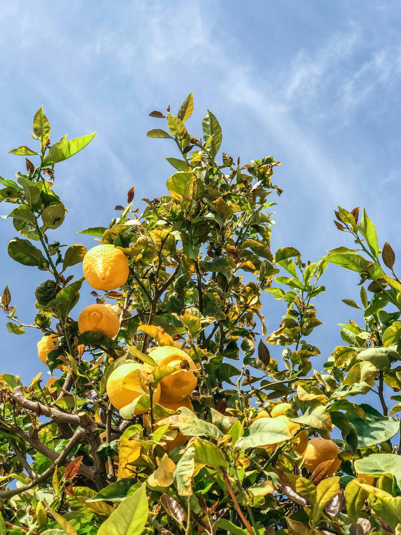 Limonero. Foto: Pexels.