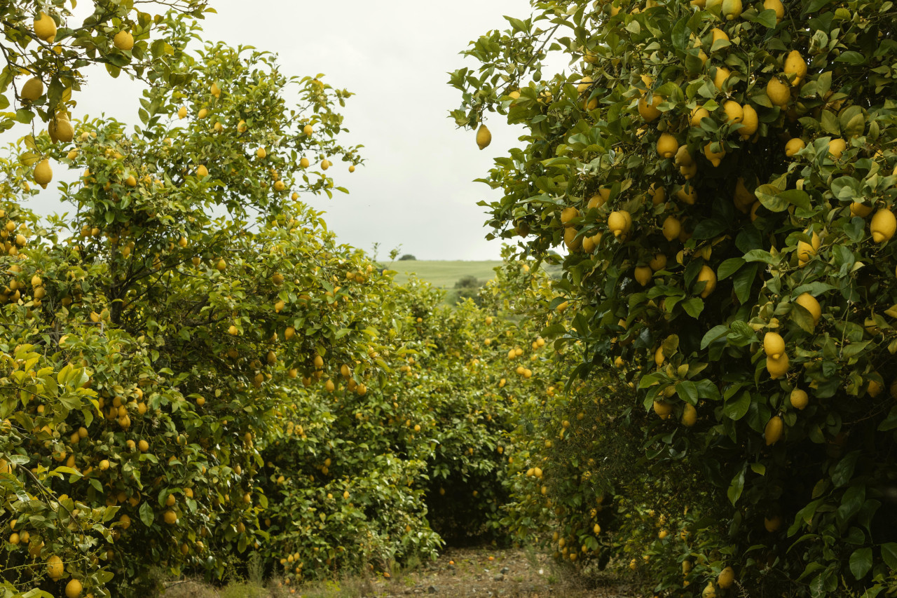 Limonero. Foto: Freepik.