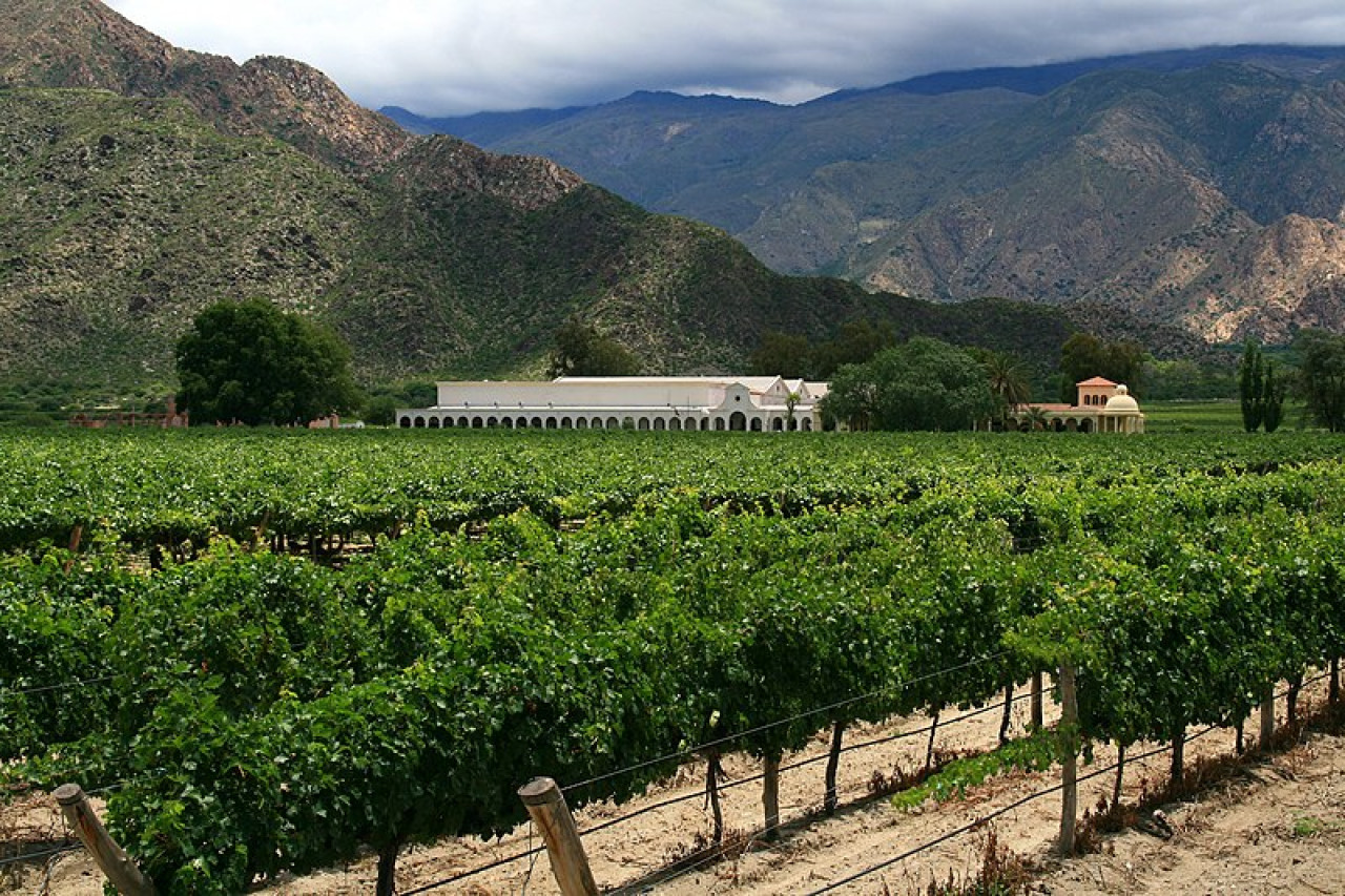 Viñedo Cafayate. Fuente: Wikipedia