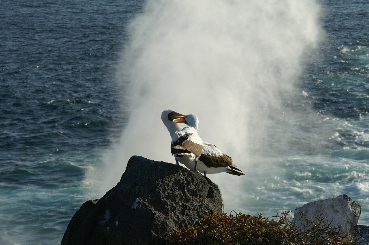 Albatros errante, ave. Foto: Pixabay.