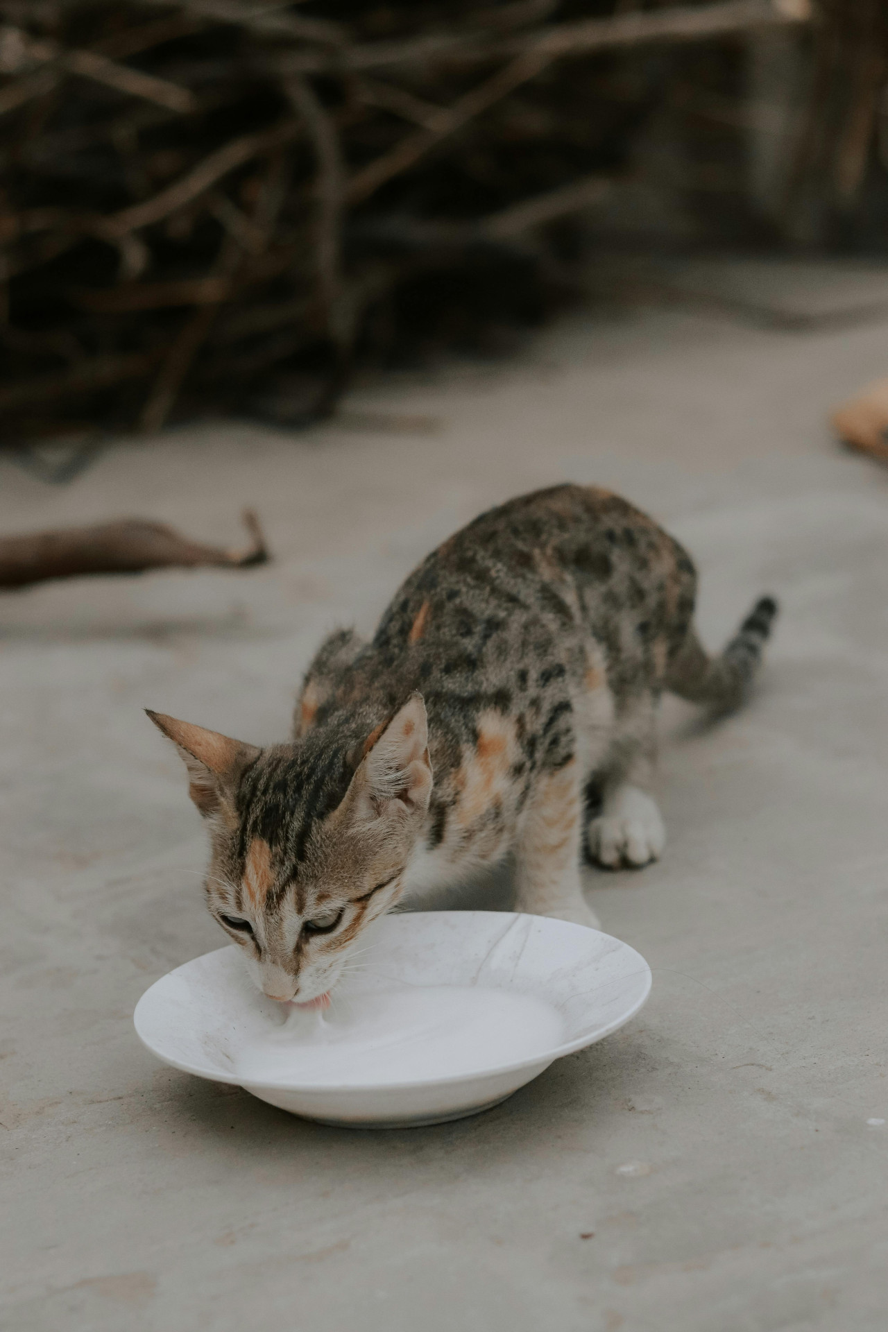 Gato. Fuente: Unsplash.