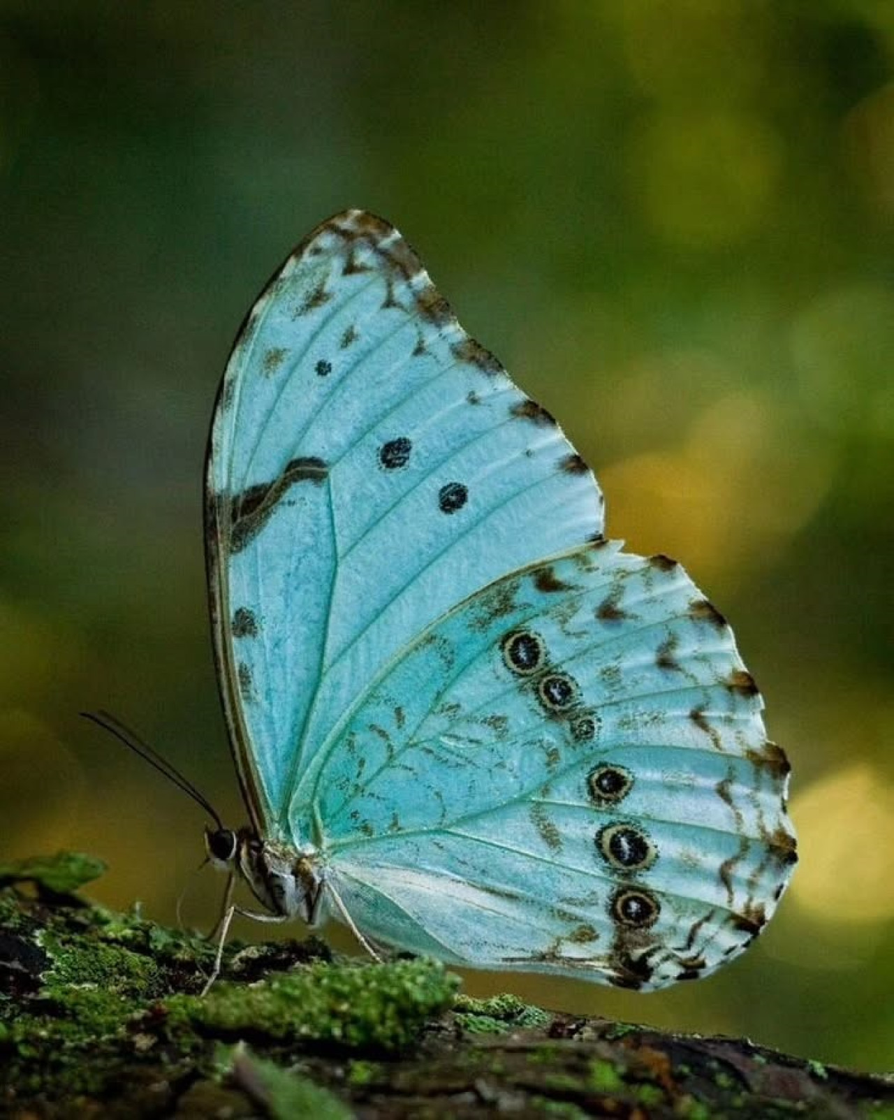 Mariposa bandera argentina. Foto: Instagram/buenosairesjardin