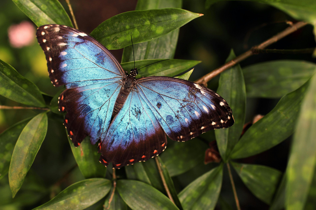 Mariposa bandera argentina. Foto: Pexels.