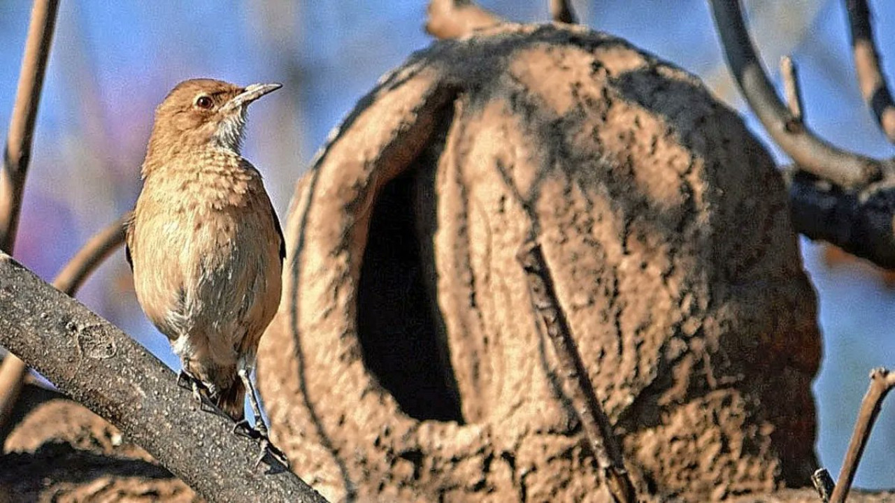 Hornero, pájaro, ave, nido. Foto X @carlosbook11