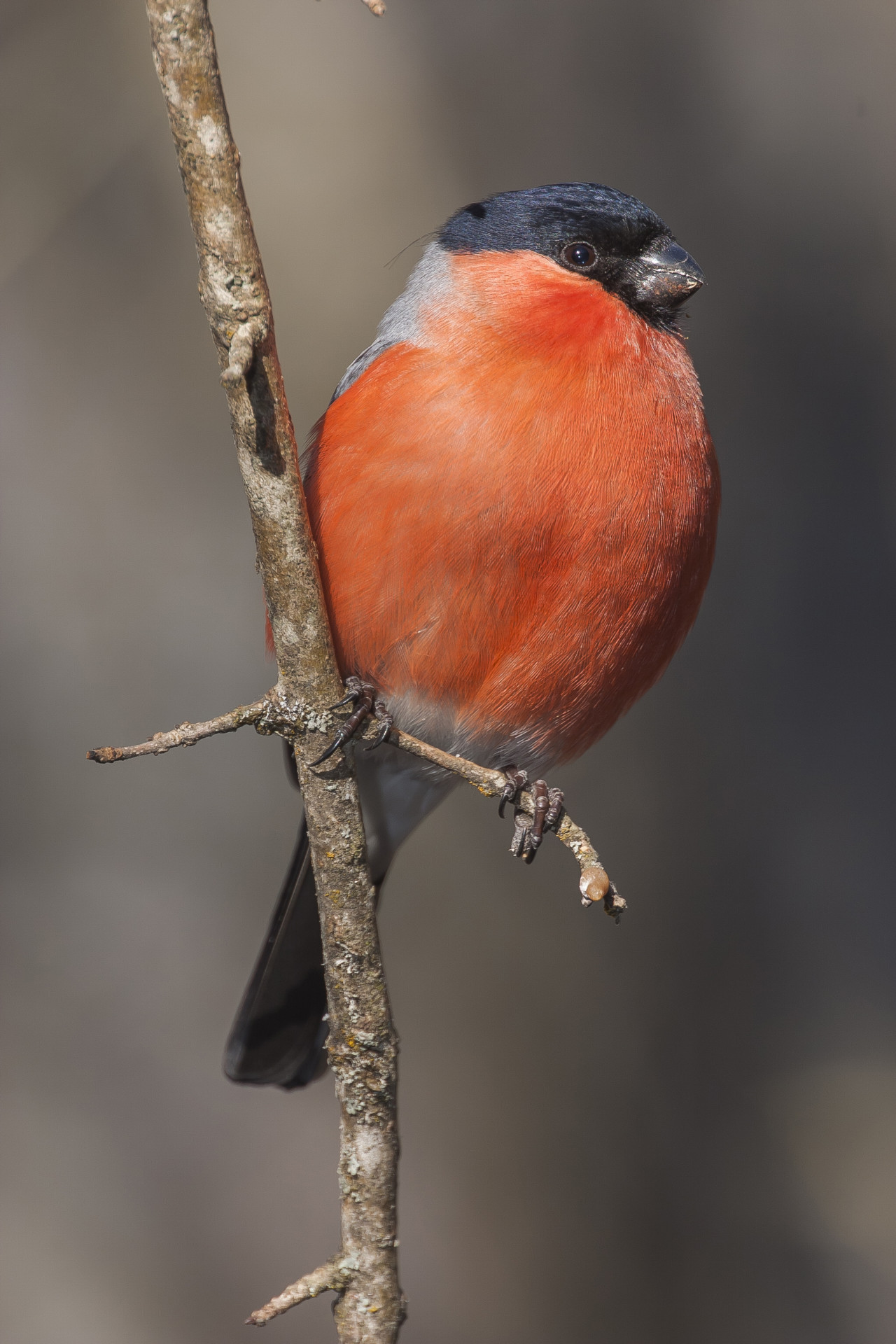 Pitohui encapuchado. Foto: Freepik.