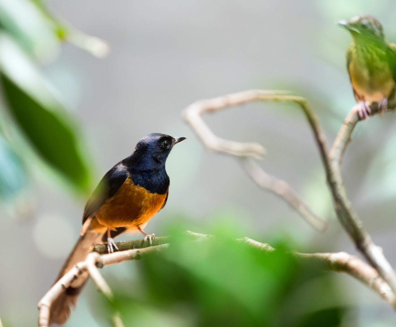Pitohui encapuchado. Foto: Freepik.