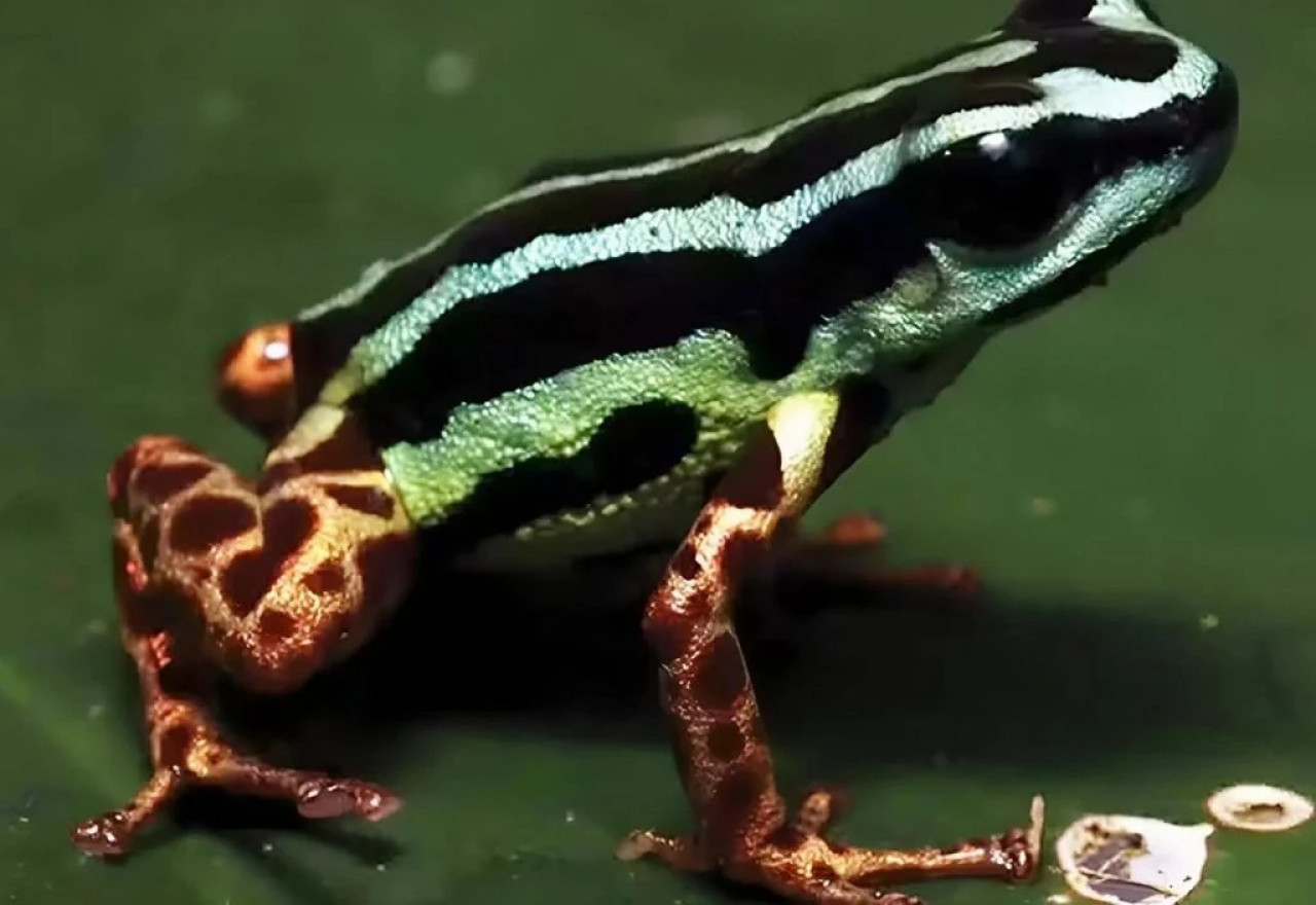 Ranitomeya aquamarina, sapo de la Amazonia. Foto: meteored / Alexander Tamanini Mônico