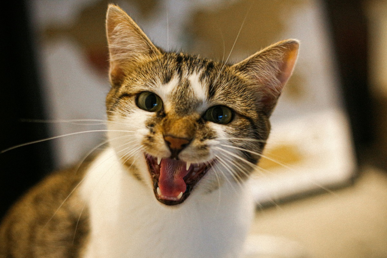 Gatos; felinos; maullidos. Foto: Unsplash.
