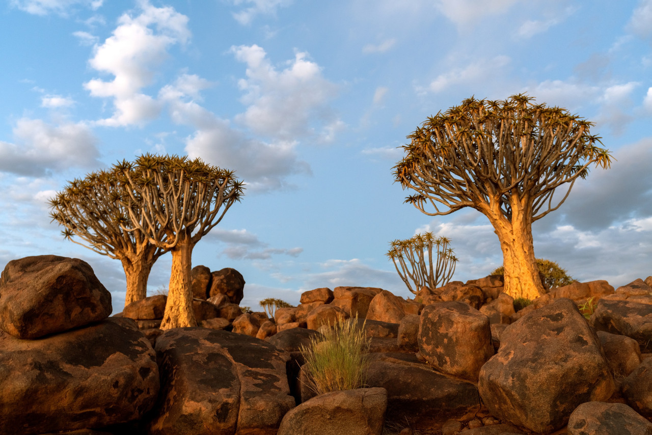 Árbol de sangre de dragón. Foto: Freepik.