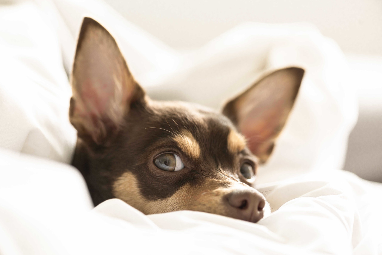 Perro, animales. Foto: Freepik.