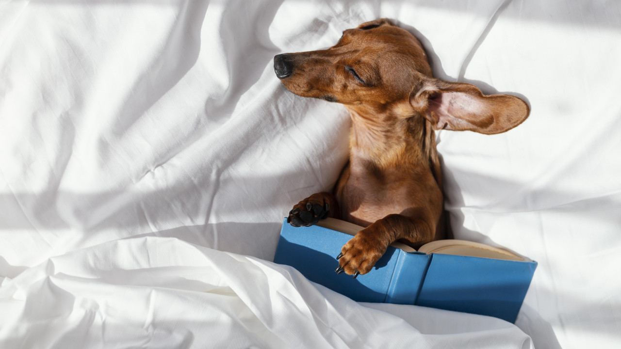 Perro, animales. Foto: Freepik.