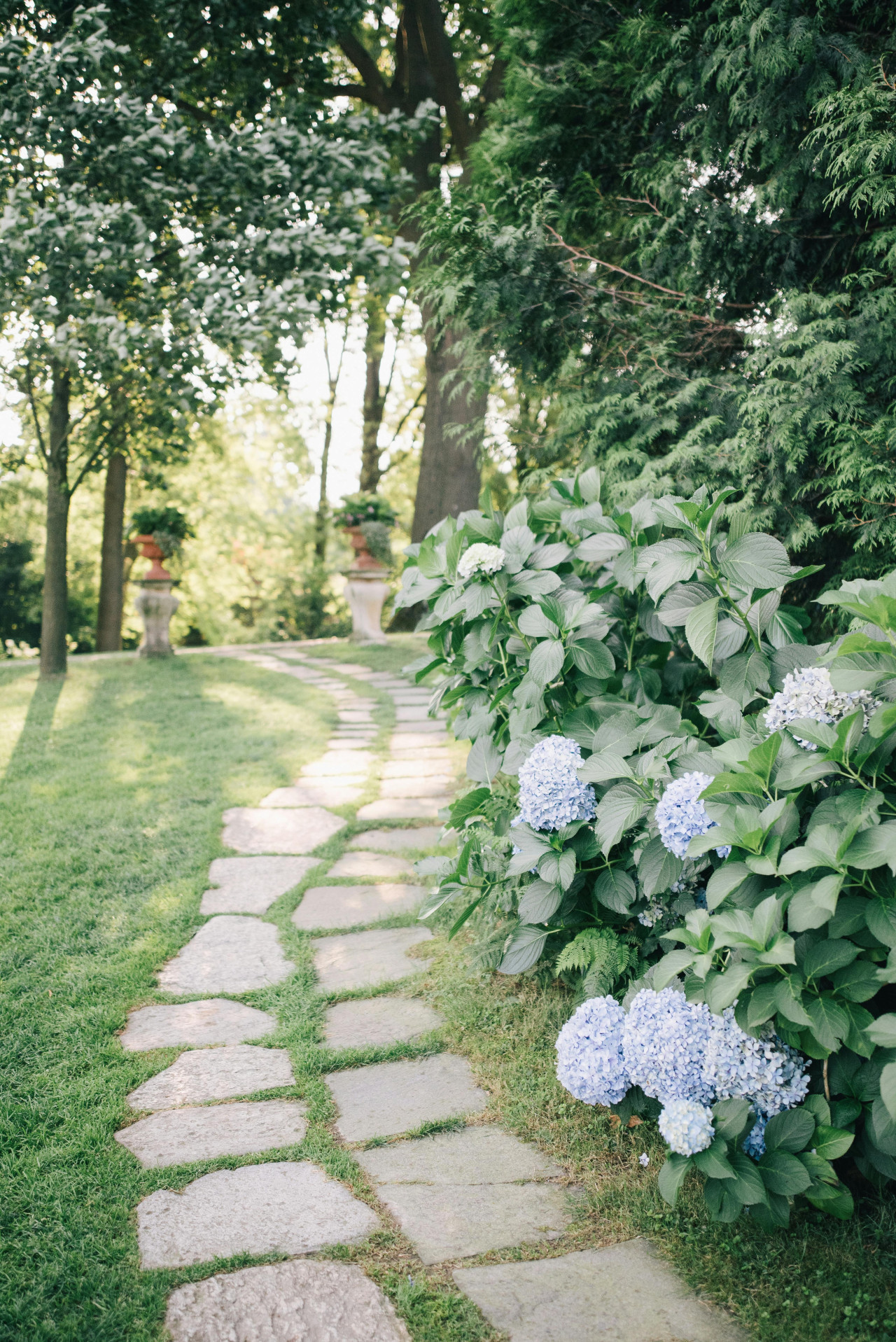 Hortensia trepadora. Fuente:  Pexels