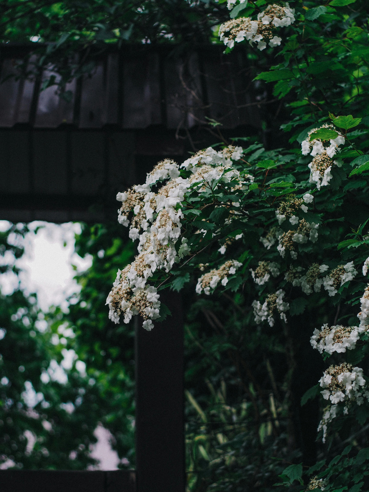 Hortensia trepadora. Fuente:  Pexels
