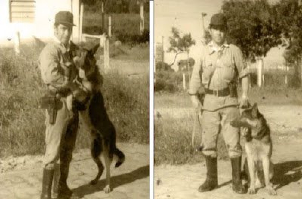Chonino, el perro policía que murió mientras cumplía con su deber. Foto: X/@carlosvorhemus