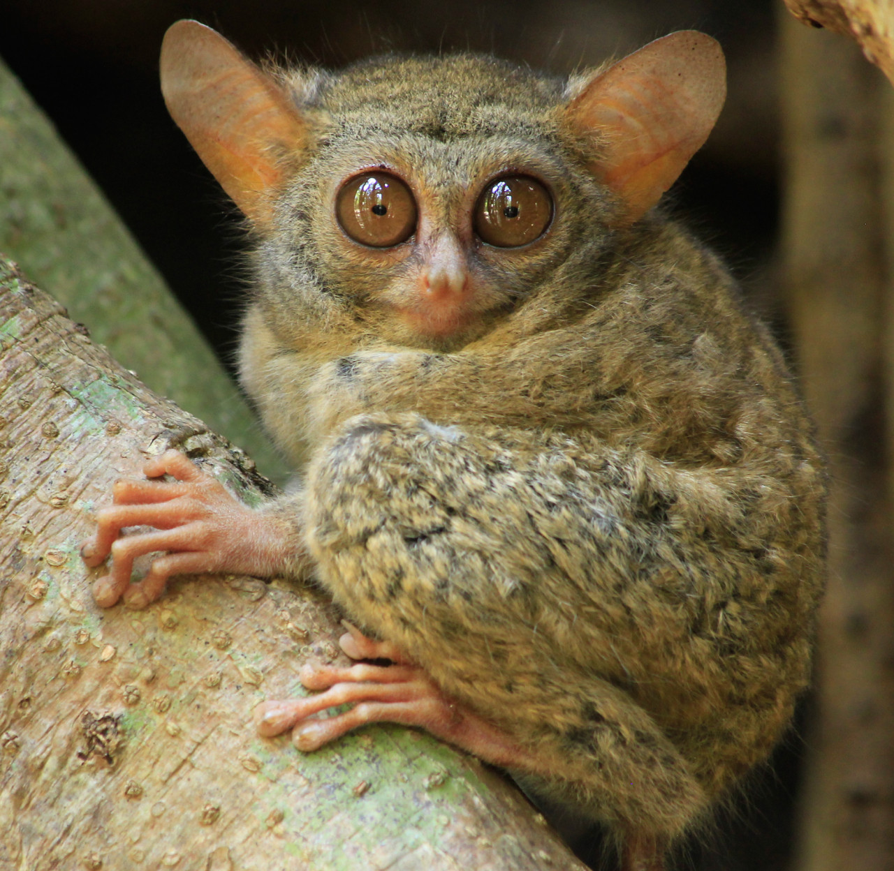 El tarsero es el animal que inspiró la creación de Stitch. Foto: Wikipedia.